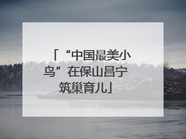 “中国最美小鸟”在保山昌宁筑巢育儿
