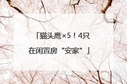 猫头鹰×5！4只在闲置房“安家”