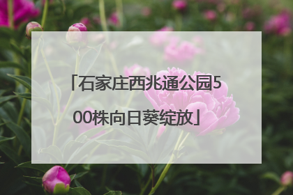 石家庄西兆通公园500株向日葵绽放