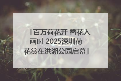 百万荷花开 簪花入画时 2025深圳荷花赏在洪湖公园启幕