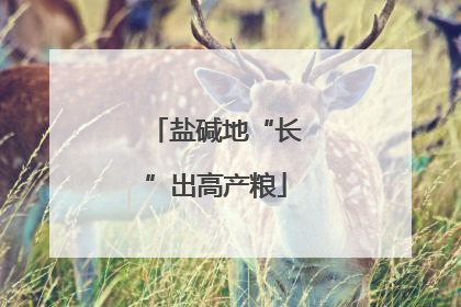 盐碱地“长”出高产粮