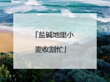 盐碱地里小麦收割忙