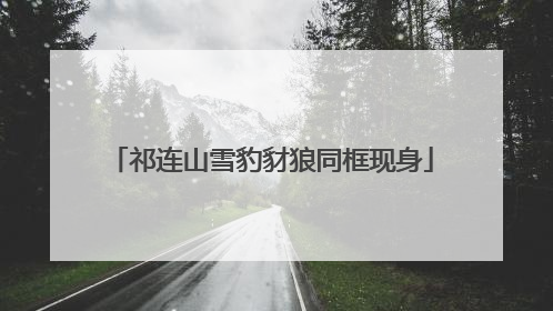 祁连山雪豹豺狼同框现身