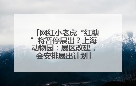 网红小老虎“红糖”将暂停展出？上海动物园：展区改建，会安排展出计划