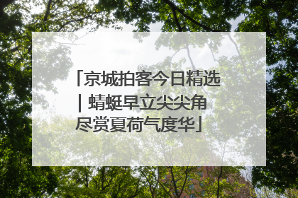 京城拍客今日精选｜蜻蜓早立尖尖角 尽赏夏荷气度华