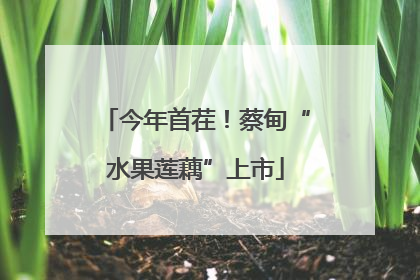 今年首茬！蔡甸“水果莲藕”上市