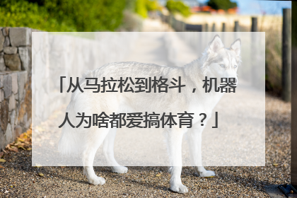 从马拉松到格斗，机器人为啥都爱搞体育？
