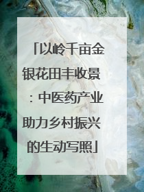 以岭千亩金银花田丰收景：中医药产业助力乡村振兴的生动写照