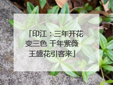 印江：三年开花变三色 千年紫薇王盛花引客来
