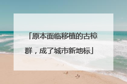 原本面临移植的古樟群，成了城市新地标