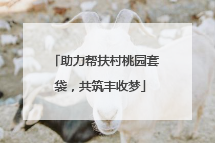 助力帮扶村桃园套袋，共筑丰收梦