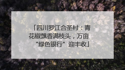 四川罗江合圣村：青花椒飘香满枝头，万亩“绿色银行”迎丰收
