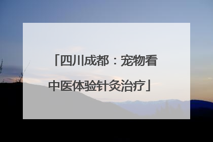 四川成都：宠物看中医体验针灸治疗