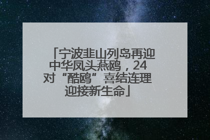 宁波韭山列岛再迎中华凤头燕鸥，24对“酷鸥”喜结连理迎接新生命