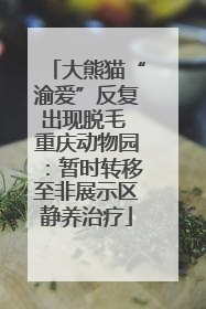 大熊猫“渝爱”反复出现脱毛 重庆动物园：暂时转移至非展示区静养治疗