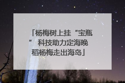 杨梅树上挂“宝瓶” 科技助力定海晚稻杨梅走出海岛
