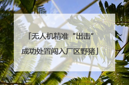 无人机精准“出击” 成功处置闯入厂区野猪