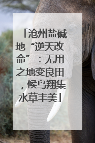 沧州盐碱地“逆天改命”：无用之地变良田，候鸟翔集水草丰美