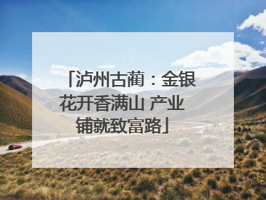 泸州古蔺：金银花开香满山 产业铺就致富路