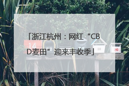 浙江杭州：网红“CBD麦田”迎来丰收季