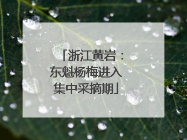 浙江黄岩：东魁杨梅进入集中采摘期