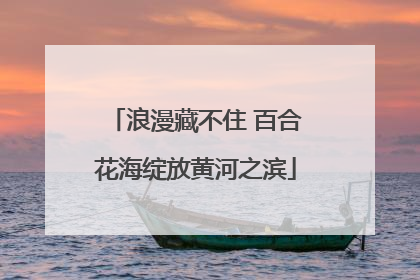 浪漫藏不住 百合花海绽放黄河之滨