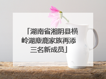 湖南省湘阴县横岭湖麋鹿家族再添三名新成员
