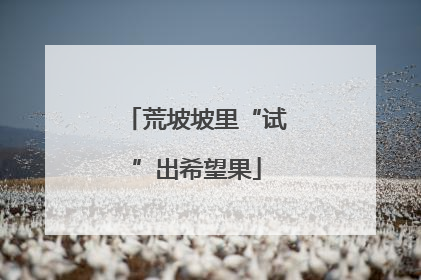 荒坡坡里“试”出希望果