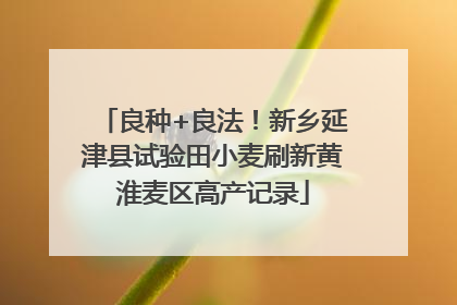 良种+良法！新乡延津县试验田小麦刷新黄淮麦区高产记录