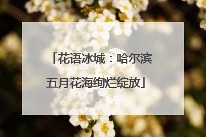 花语冰城：哈尔滨五月花海绚烂绽放