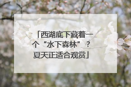西湖底下藏着一个“水下森林”？夏天正适合观赏