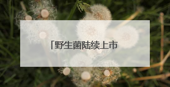 野生菌陆续上市 易门“鲜”气爆棚