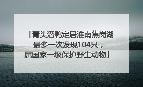青头潜鸭定居淮南焦岗湖 最多一次发现104只，属国家一级保护野生动物