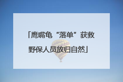 鹰嘴龟“落单”获救 野保人员放归自然