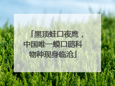 黑顶蛙口夜鹰，中国唯一蟆口鸱科物种现身临沧