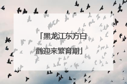 黑龙江东方白鹳迎来繁育期